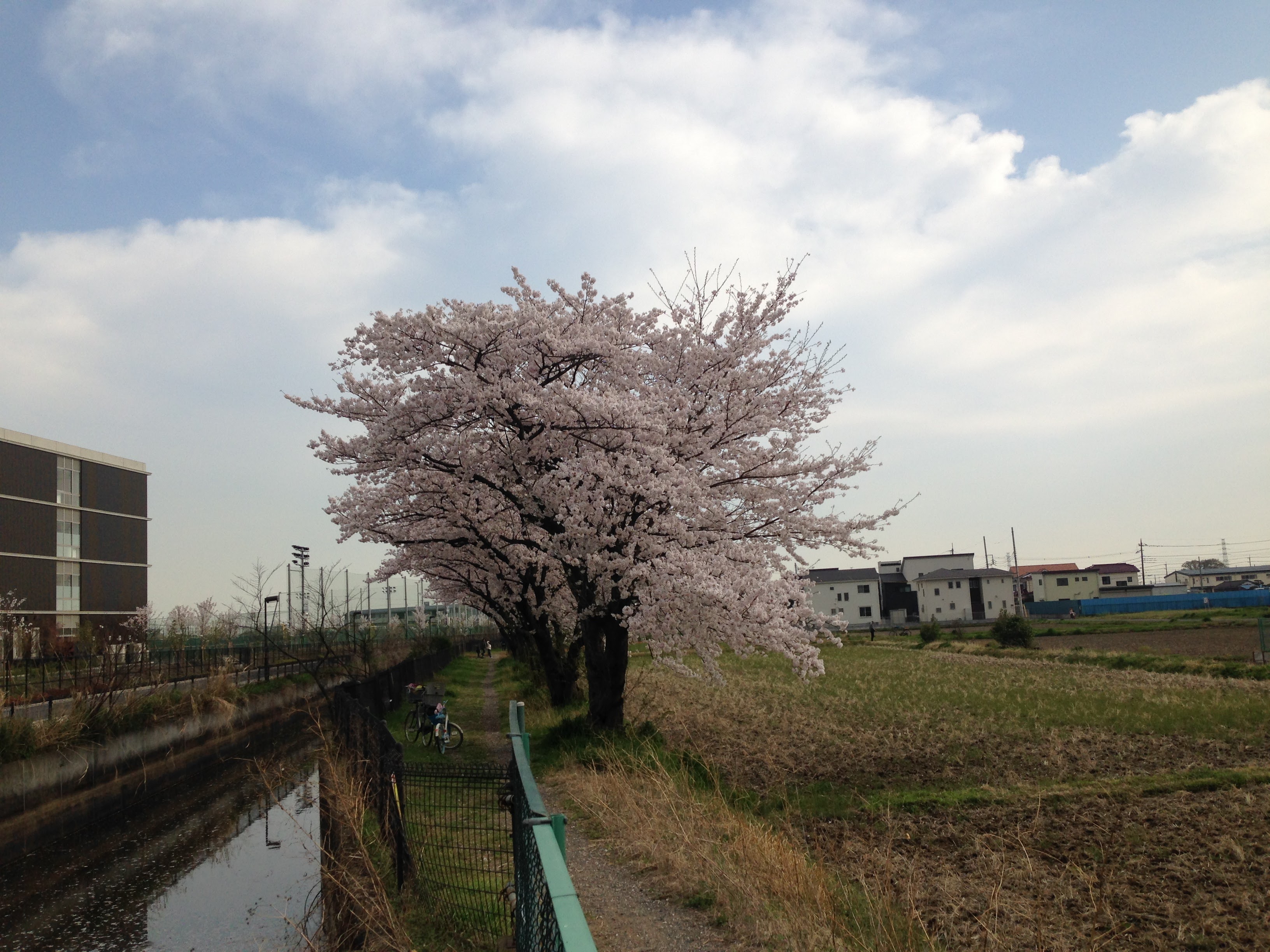 桜の画像